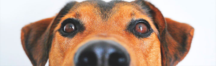 Second Gear Hosting a Brother Wolf Adoption Day: October 17