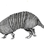 Armadillo Healing Massage and Bodywork Logo